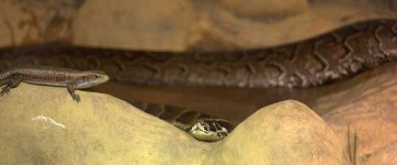image of rock_python