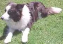 image of border_collie