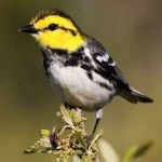 image of bird
