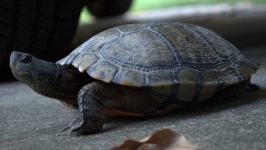image of animal
