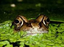 image of tailed_frog