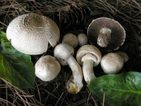 image of mushrooms