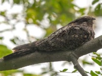 image of nightjar