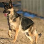 image of german_sheperd #23