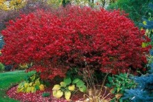 image of bush