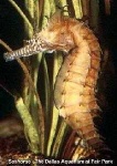 image of sea_horse