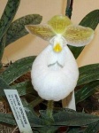 image of flower