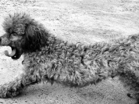 image of toy_poodle #34