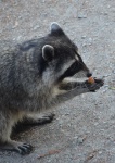 image of animal