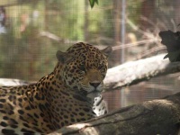image of jaguar_car