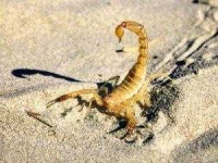 image of scorpion #19