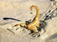 image of scorpion