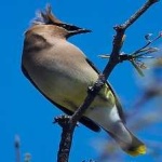 image of bird