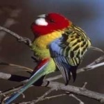 image of bird