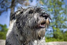 image of standard_schnauzer #8