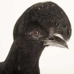image of bird