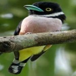 image of bird