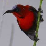 image of bird