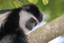 image of colobus