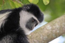 image of colobus #25