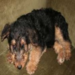 image of airedale #16