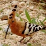 image of bird