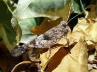 image of grasshopper