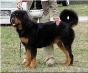 image of tibetan_mastiff #22