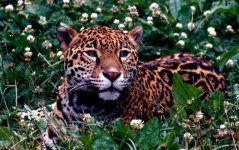 image of jaguar