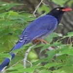 image of bird