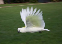 image of sulphur_crested_cockatoo #12