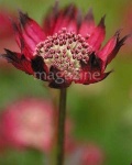 image of flower
