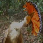 image of bird