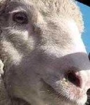 image of animal