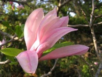 image of magnolia #37