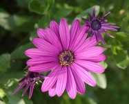 image of flower
