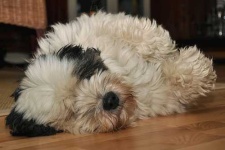 image of tibetan_terrier #26