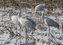 image of crane