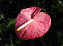 image of anthurium #21