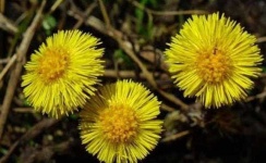 image of flower