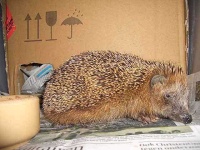 image of porcupine
