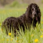 image of american_spaniel #5