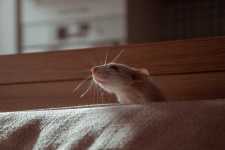 image of rat #21