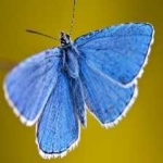 image of animal