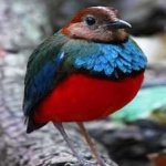 image of red_bellied_pitta #30