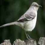 image of northern_mockingbird