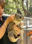 image of koala