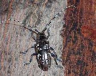 image of long_horned_beetle