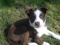 image of border_collie