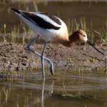 image of bird